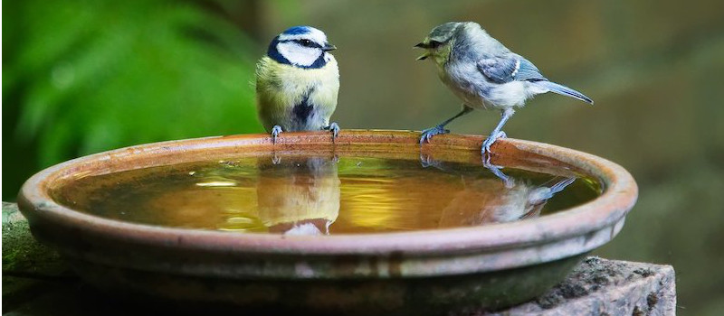 conversazione-uccellini-su-piatto-d'acqua