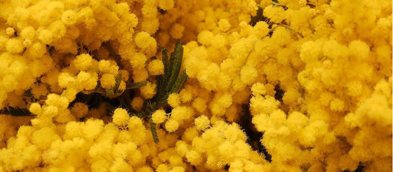 mimosa