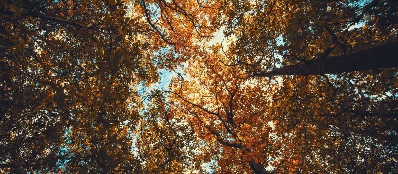 foliage autunno